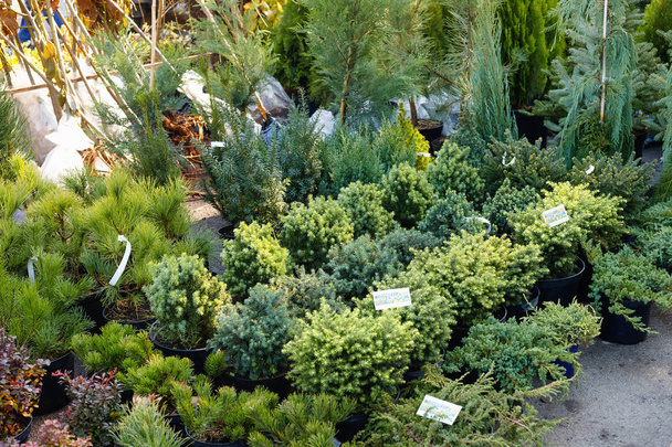 Many black pots with soil and seedlings of coniferous trees  at market stall.   - Photo, Image