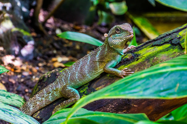 closeup of a chinese water dragon lizard, tropical reptile specie from Asia - Photo, Image
