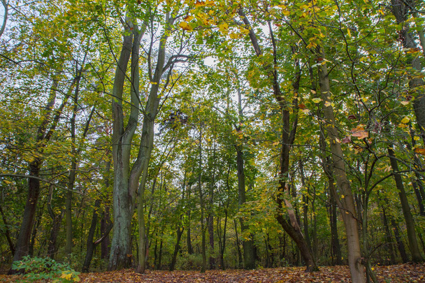 Forest on an autumn day - Foto, Bild