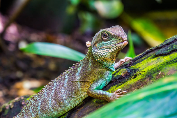 Chinese water dragon lizard in closeup, tropical reptile pet, Exotic animal specie from Asia - Photo, Image