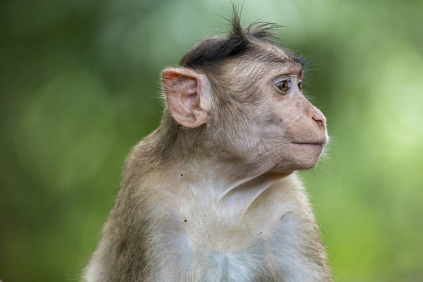 大人のサルは座って、他の猿への感情を示す森の中で木の葉を食べていますサンジェイ・ガンディー国立公園ムンバイマハラシュトラインド. - 写真・画像