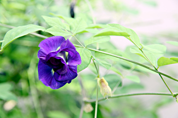Bellissimi fiori di pisello viola nel cortile
. - Foto, immagini