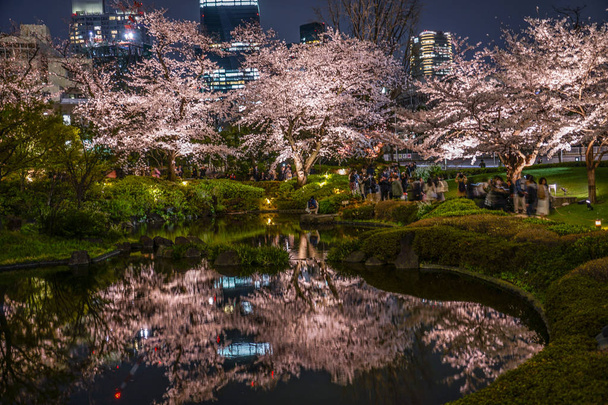 Mohri Jardim de ir ver flores de cereja à noite
 - Foto, Imagem