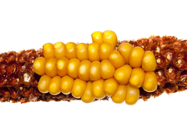 кукурудза ізольована на білому фоні
 - Фото, зображення
