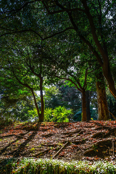 Image of trees in japan - Fotoğraf, Görsel