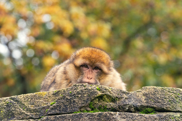 Portreit d'automne d'un adulte Barbary macaque
  - Photo, image
