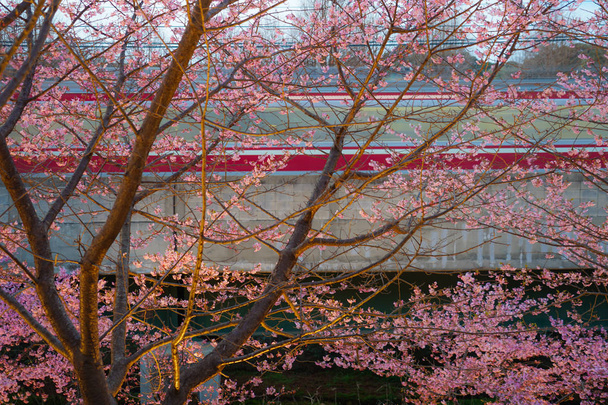 Sakura Kawazu di Miurakaigan
 - Foto, immagini