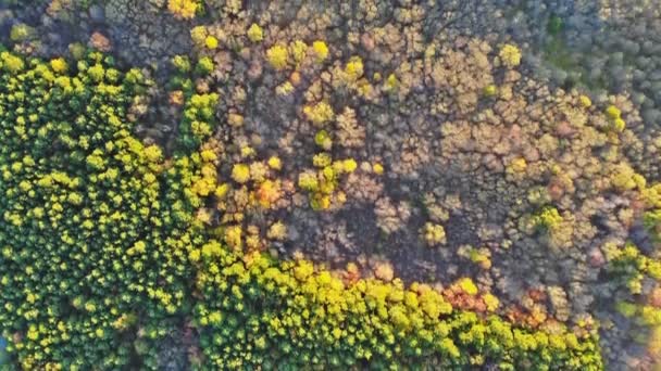 Forêt d'automne avec arbres jaunes et rouges vue aérienne
. - Séquence, vidéo