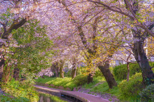 Sakura dell'acqua di territorio di due mesi (Shukugawara Tsutsumi alberi ciliegio
) - Foto, immagini