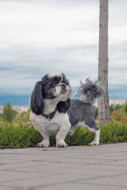 Szürke hajú kutya. Egy kutya áll az úton, a háttérben zöld fű és kék ég. A kutya fajtája Shih Tzu.. - Fotó, kép