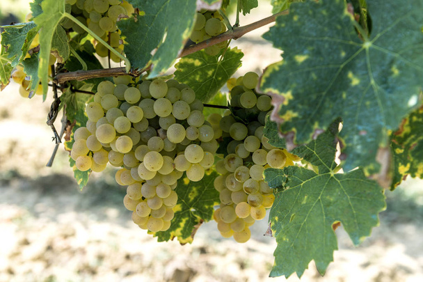Des grappes de raisins blancs pour Vernaccia di San Gimignano en Toscane
 - Photo, image