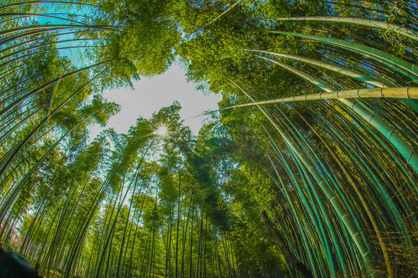 Kioto Arashiyama bosque de bambú
 - Foto, imagen