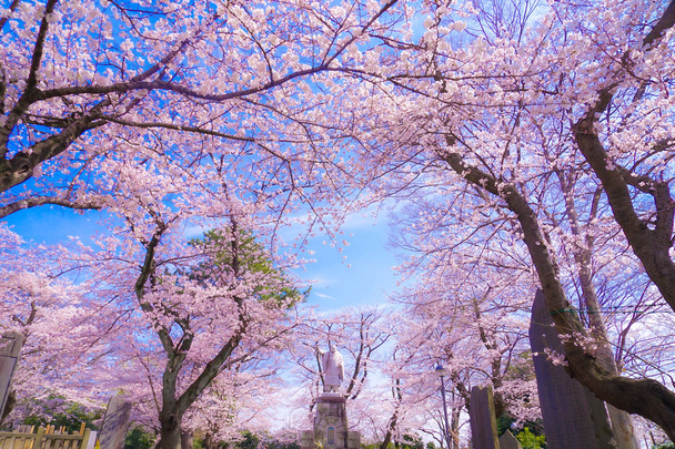 Kirsikkapuu täydessä kukassa Ikegami Honmonji
 - Valokuva, kuva