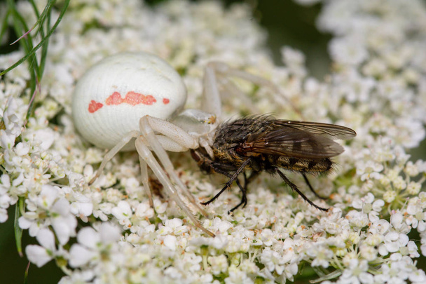 Une araignée crade qui vient d'attraper une mouche
 - Photo, image
