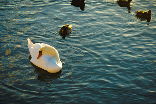 Estocolmo lira lago Swan County
 - Foto, imagen