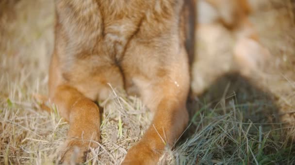 秋の草の上に横たわるドイツの羊飼いの犬 - 映像、動画