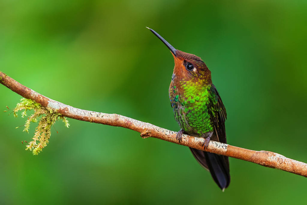 Hillstar dalla coda bianca - Urochroa bougueri, bellissimo colibrì colorato dalle pendici andine del Sud America, Cascata Hollin, Ecuador
. - Foto, immagini