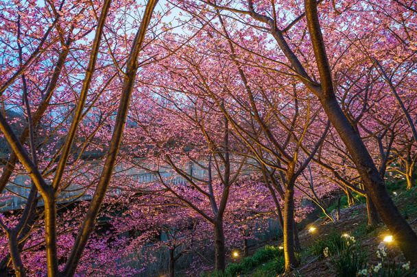 Sakura Kawazu de Miurakaigan
 - Foto, Imagen