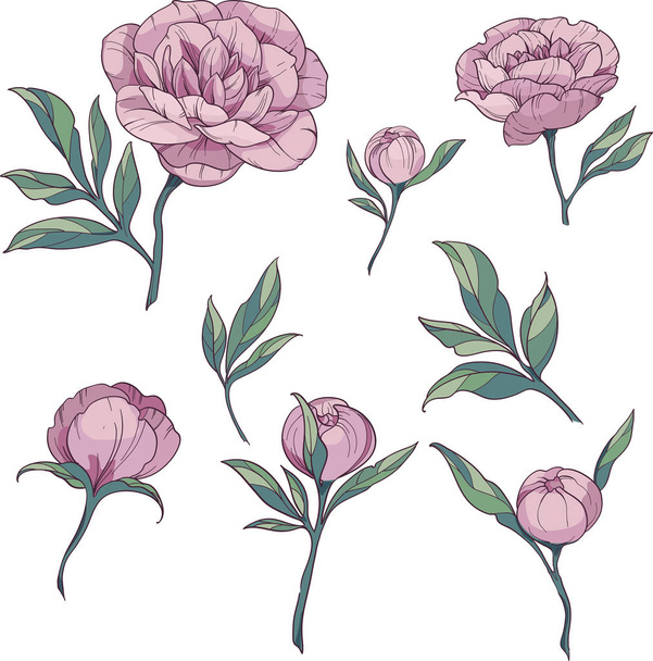Floral elements set pink peonies. vector illustration on white background - Zdjęcie, obraz