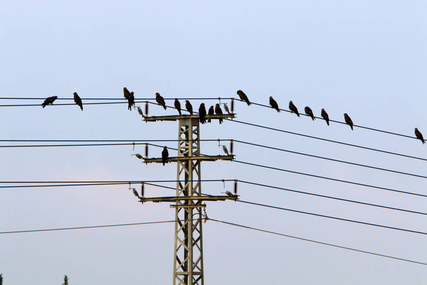 Elektromos vezetékek egy póznán, amelyen az áram áramlik. A madarak elektromos vezetékeken ülnek.  - Fotó, kép