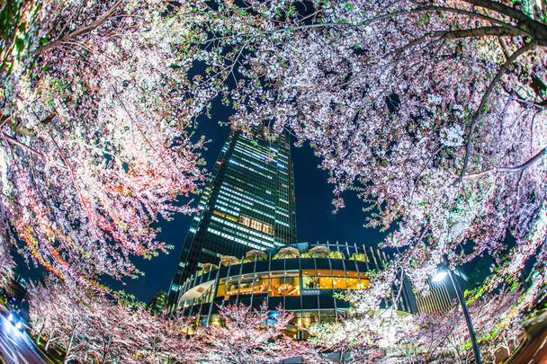 Sakura et Tokyo Midtown
 - Photo, image