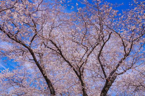Κερασιά σε πλήρη άνθιση του Ikegami Honmonji - Φωτογραφία, εικόνα