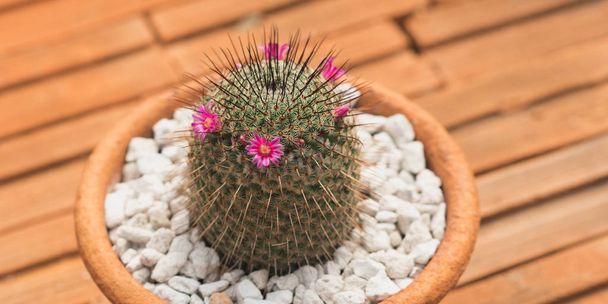 Tontopf mit Kaktus (Mammillaria) auf Tonfliesen. Zimmerpflanze mit rosa Blüten. - Foto, Bild