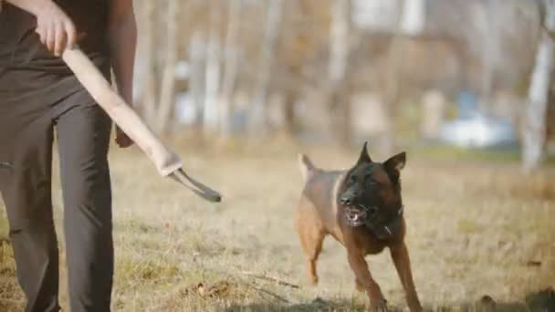 A man training his german shepherd dog - incite the dog on the bait and making the dog jump - Materiał filmowy, wideo