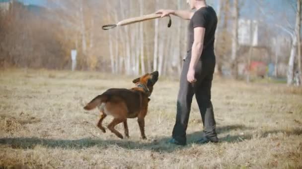 A man training his german shepherd dog - incite the dog on the grip bait and making the dog jump - Video, Çekim