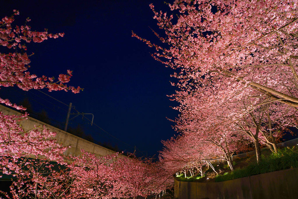 Sakura Kawazu de Miurakaigan
 - Foto, Imagem