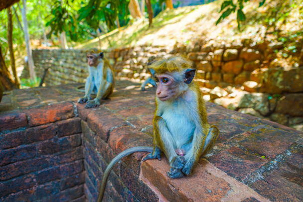 Macaco (Sri Lanka Sigiriya Rock
) - Foto, Imagem