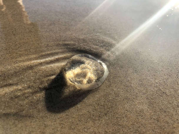 Beautiful close-up of jellyfish in the water illuminated by sunlight on a sandy beach. - Photo, Image