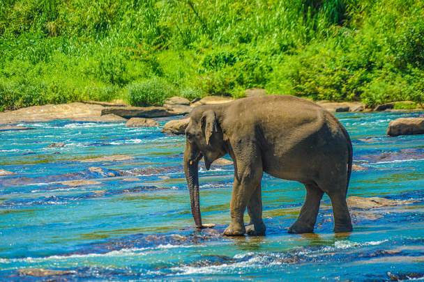 Afbeelding van een wilde olifant (Sri Lanka Pinnawara) - Foto, afbeelding