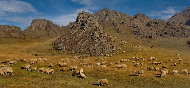 Rusland. berg Altai. Een kudde schapen grazen tussen de bergen langs het Chui-kanaal. - Foto, afbeelding