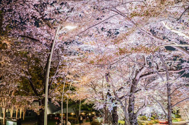 Sakura de Tokyo Midtown
 - Photo, image