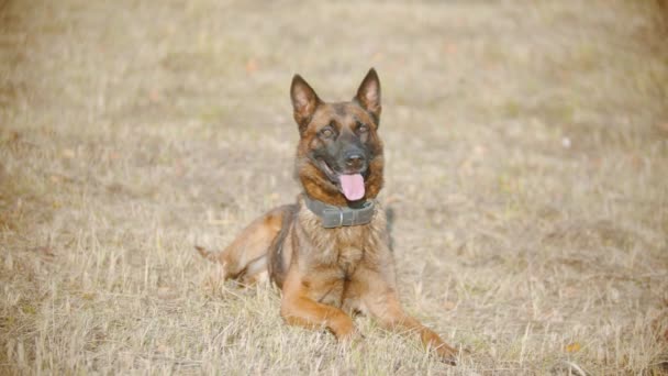 German shepherd dog sitting on the autumn grass with a tongue out - Footage, Video