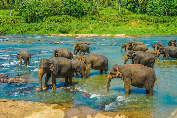 Imagen de elefante salvaje (Sri Lanka Pinnawara
) - Foto, Imagen