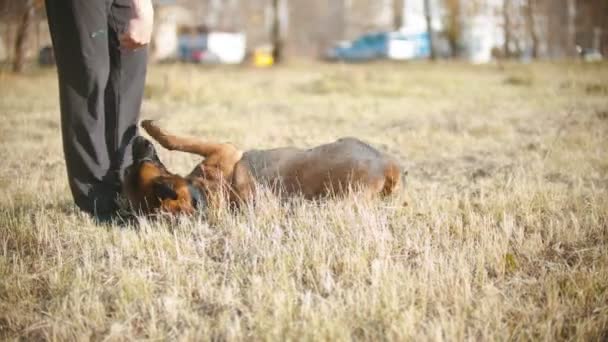Ένα Γερμανικό τσοπανόσκυλο πέφτει με εντολή εκπαιδευτή. - Πλάνα, βίντεο