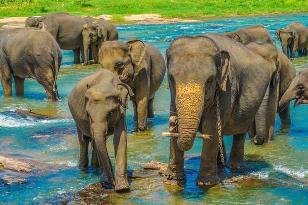 Weeshuis voor olifanten (Sri Lanka Pinnawara)) - Foto, afbeelding