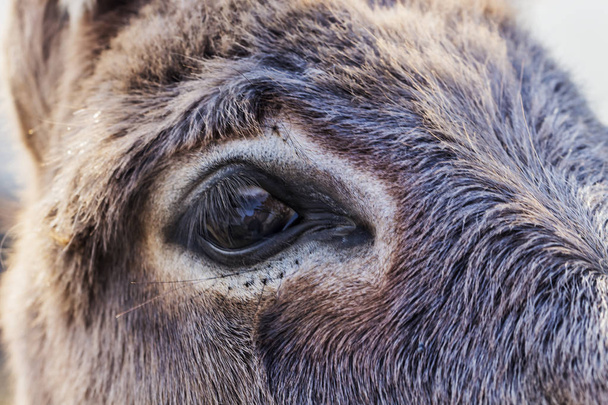 Closeup of eye of donkey in a meadow, Vision concept, macro  of brown donkey eye  - 写真・画像