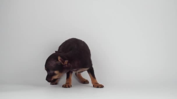 Jouet Terrier chiot chien fond blanc
 - Séquence, vidéo