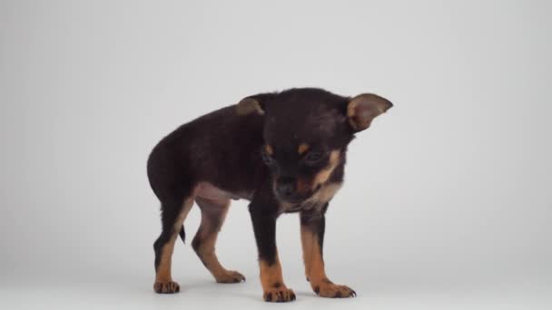 Oyuncak Terrier köpek yavrusu beyaz arka plan - Video, Çekim
