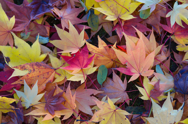 fallen leaves in autumn - Photo, Image