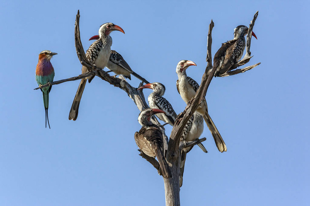 Hornbills and Roller in a dead tree - Botswana - Photo, Image