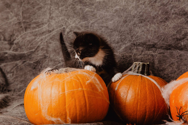 Kotek na dekoracje halloween - Zdjęcie, obraz