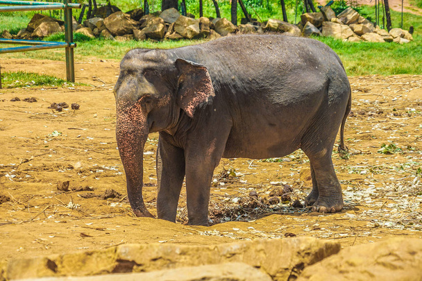 Weeshuis voor olifanten (Sri Lanka Pinnawara)) - Foto, afbeelding