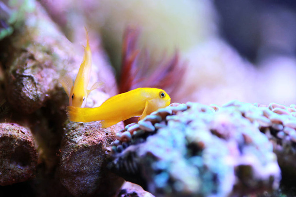 Желтые коралловые рифы - Gobiodon okinawae
 - Фото, изображение