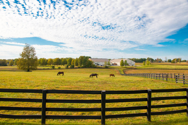 Horsefarm の馬。国の風景. - 写真・画像