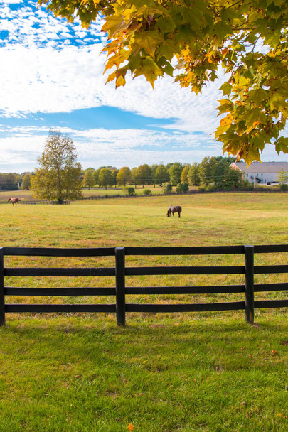 Horses at horsefarm. Autumn country landscape. - Photo, Image