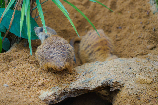 Of cute meerkat image - Photo, Image